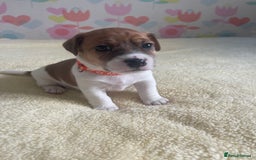 Jack Russell dogs for sale: Stunning Jack Russell puppies - Image 19