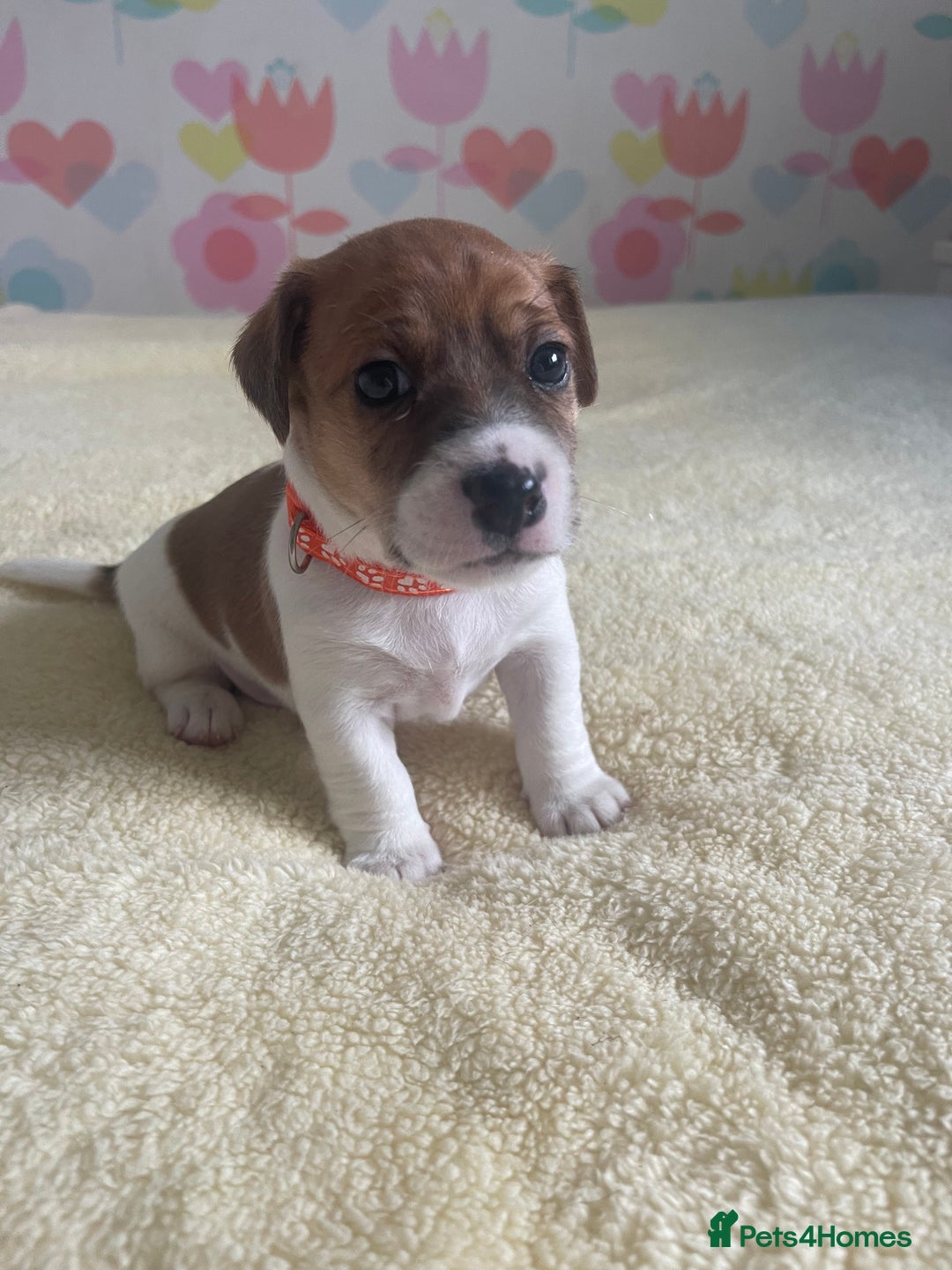 Jack Russell dogs for sale: Stunning Jack Russell puppies - Image 19