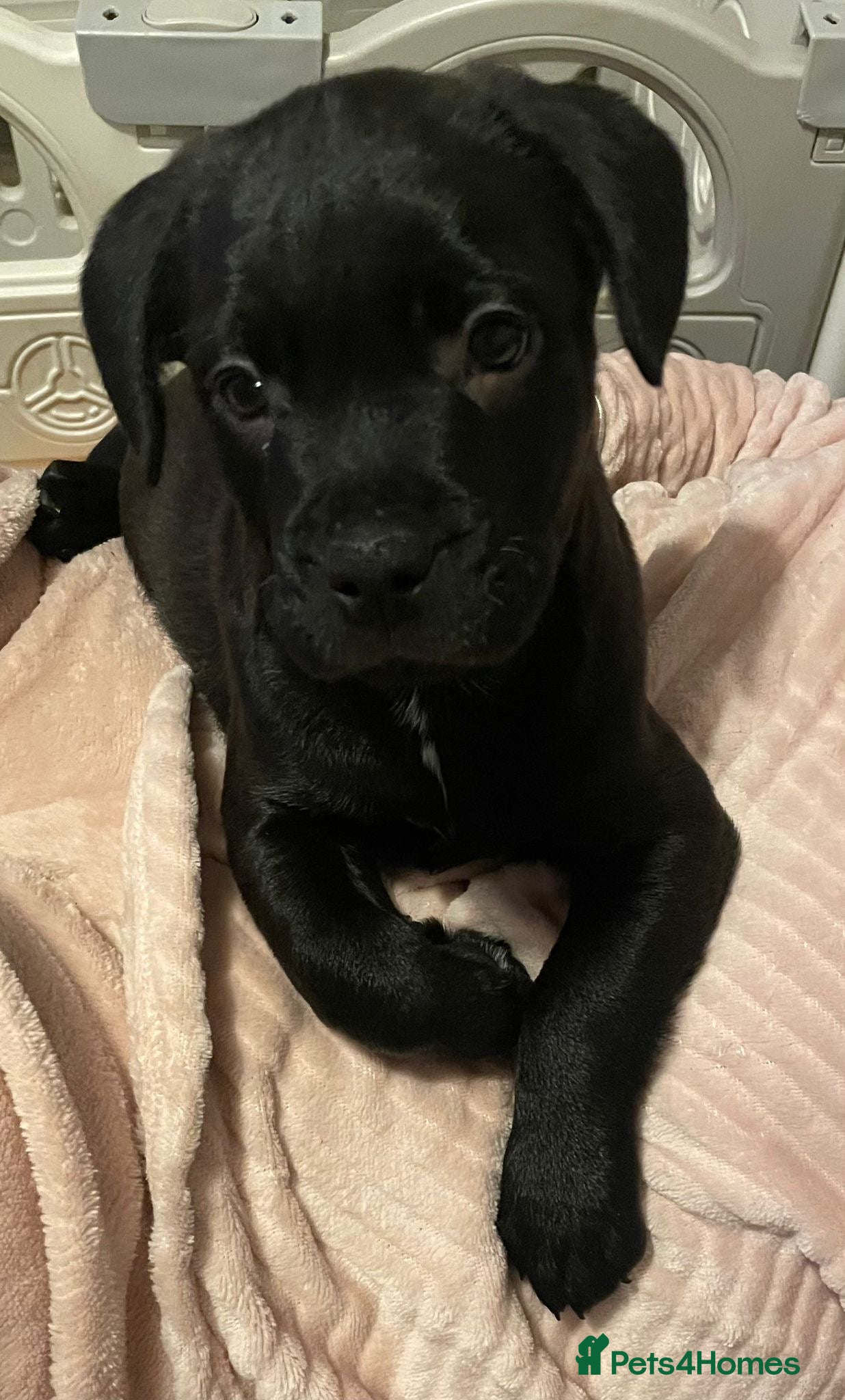 Mixed Breed dogs 1 LAST BOY LOOKING FOR HIS HOME   - Advert 5