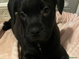 Mixed Breed dogs 1 LAST BOY LOOKING FOR HIS HOME - Advert 5