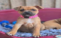 Staffordshire Bull Terrier dogs for sale: !READY NOW! KC Reg Quality Red Staffy Puppies  - Image 15
