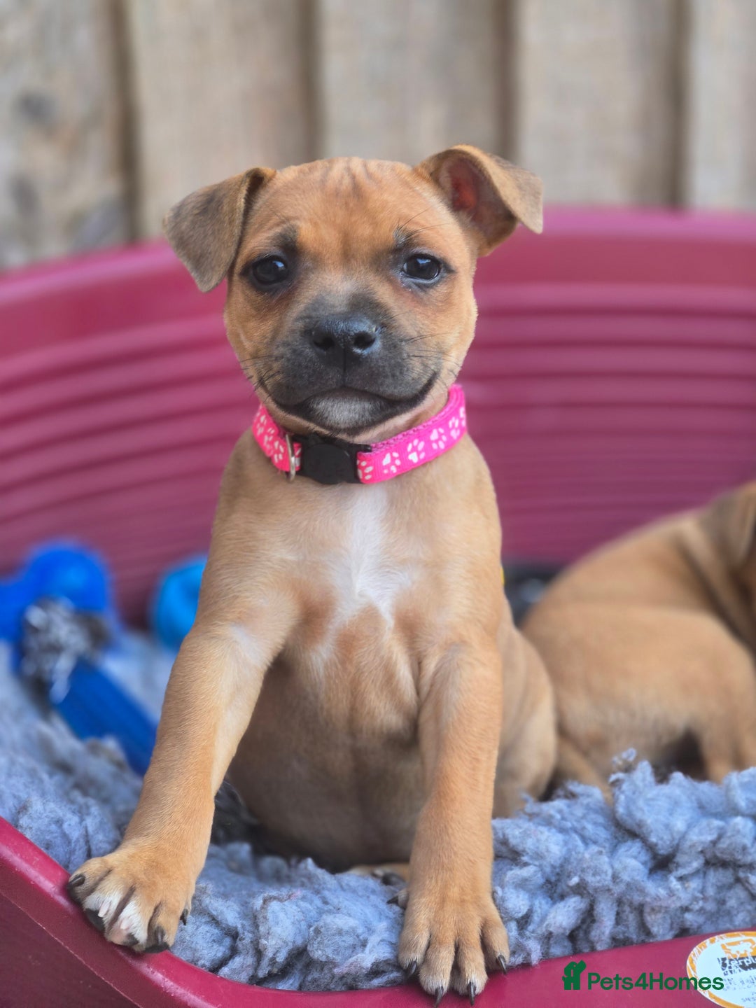 Staffordshire Bull Terrier dogs for sale: !READY NOW! KC Reg Quality Red Staffy Puppies  - Image 15