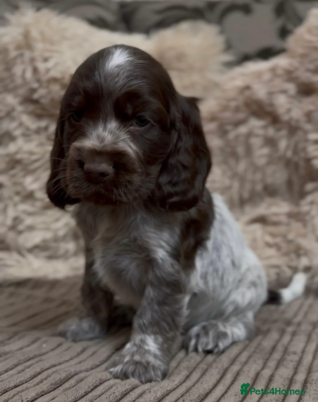 Cocker Spaniel dogs for sale: Gorgeous show type cocker spaniel puppies - Advert 2