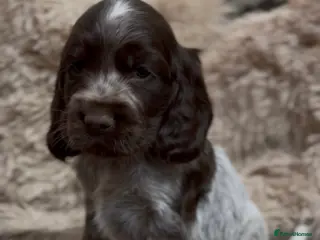 Cocker Spaniel dogs Gorgeous roan show type cocker spaniel puppies - Advert 2