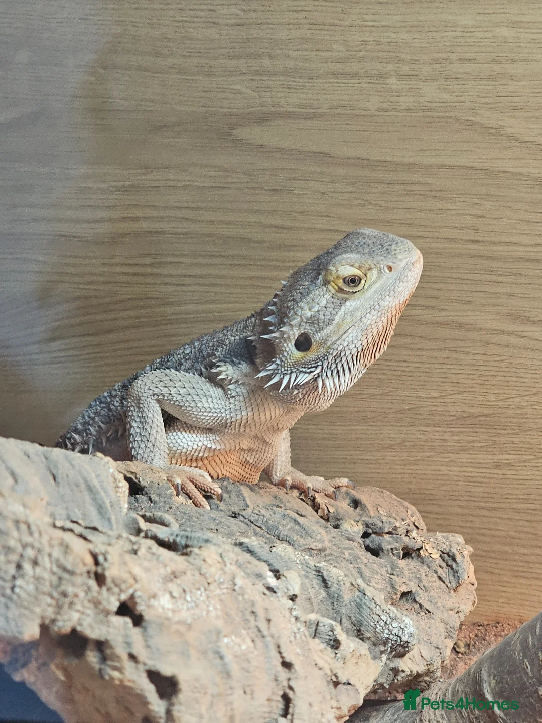 Bearded Dragon reptiles for sale: Gorgeous Bearded Dragon in Penzance - Advert 2