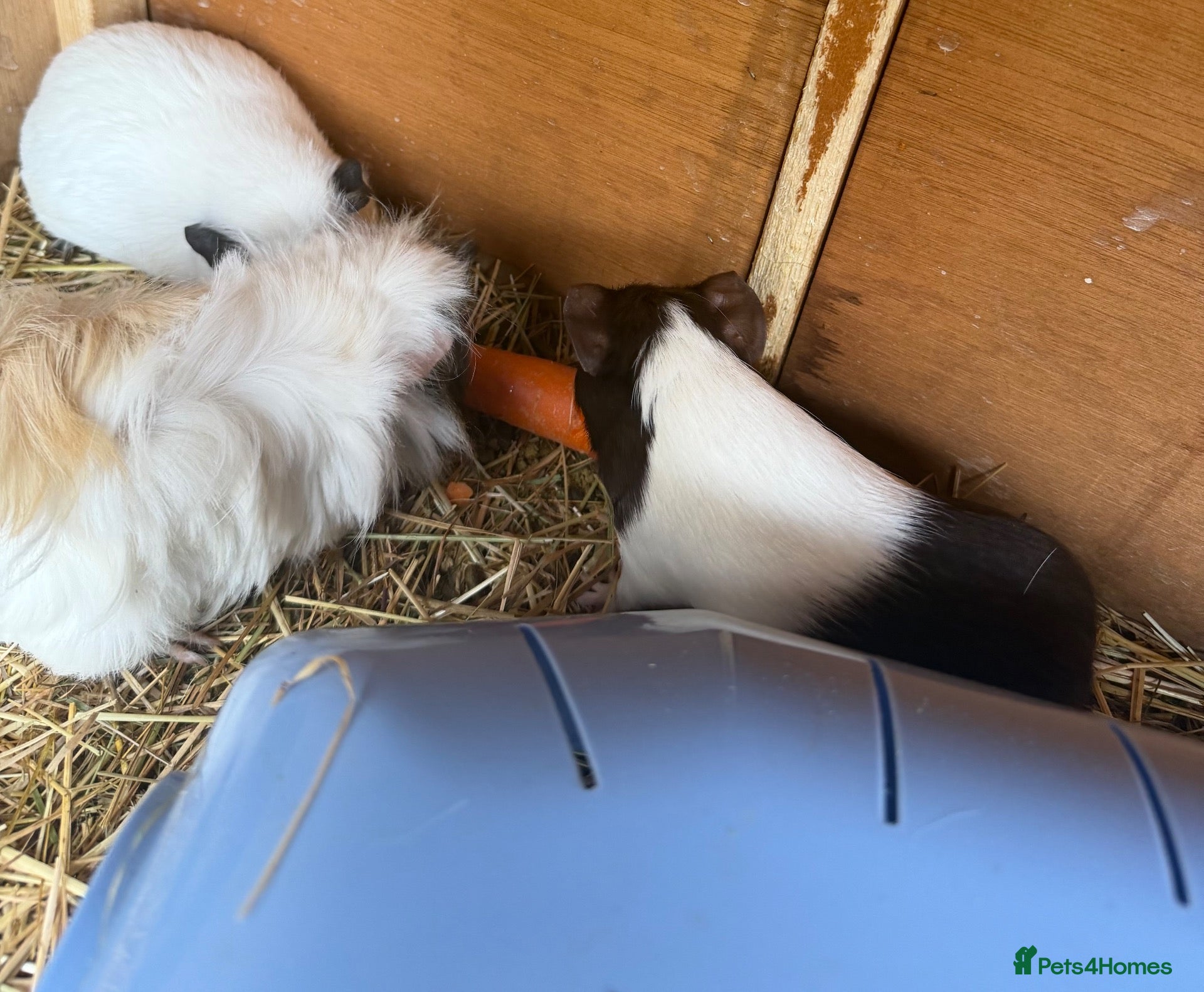 Guinea Pig rodents 12 week old Female guinea pigs - Advert 4