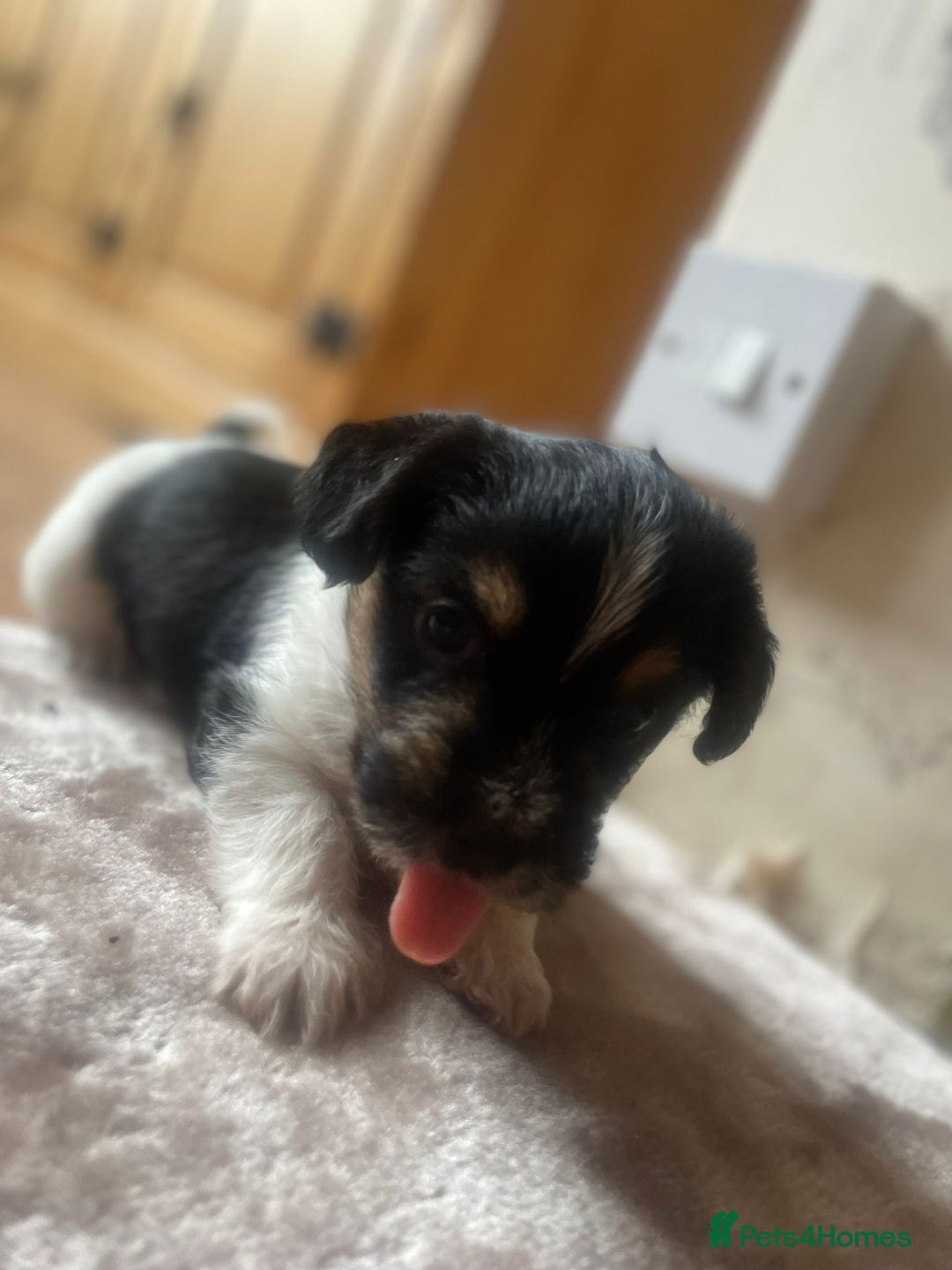 Yorkshire Terrier dogs for sale: Yorkshire terriers - Image 6