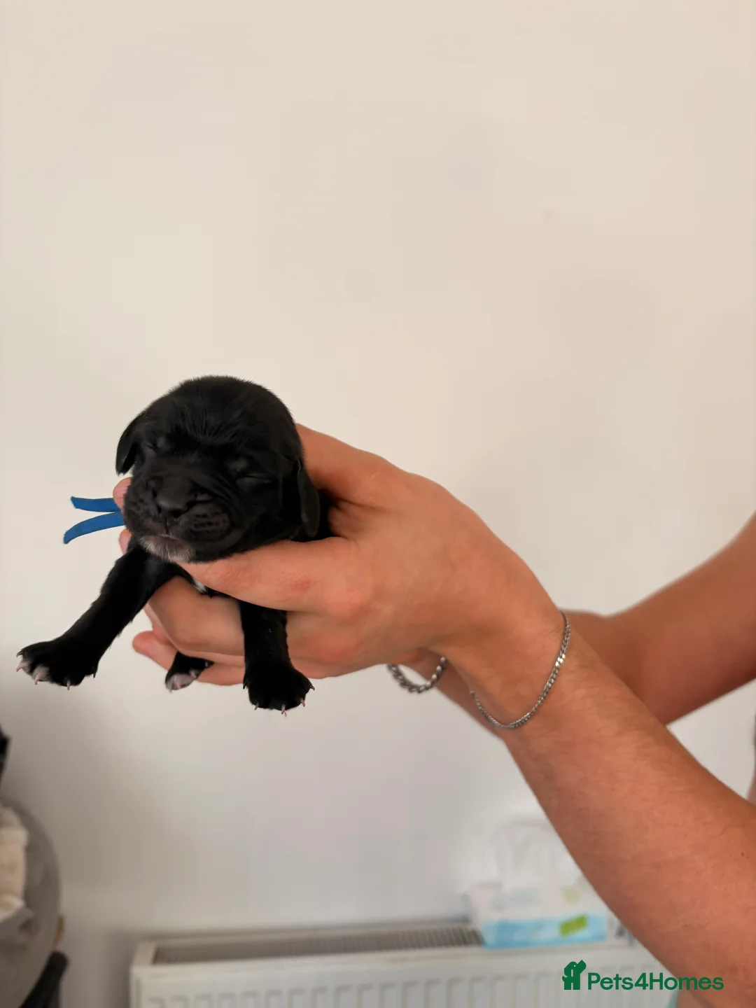 Cocker Spaniel dogs for sale: Beautiful litter of 9 cocker spaniel puppies 🥰 - Advert 3