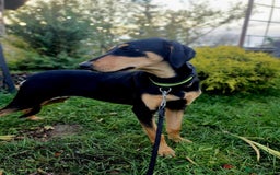 Mixed Breed dogs for adoption: 💖🐶 GERDA 🐶💖 - Image 6