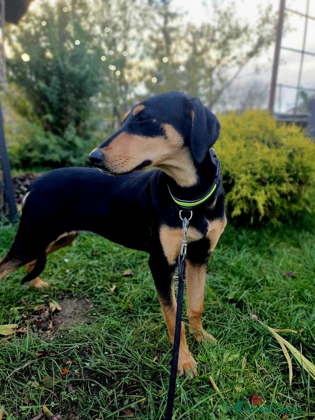 Mixed Breed dogs for adoption: 💖🐶 GERDA 🐶💖 - Image 6