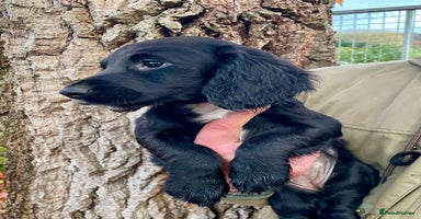 Cocker Spaniel dogs Ready Now - Wonderful Cocker Spaniels - Advert 8