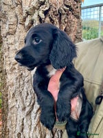 Cocker Spaniel dogs Ready Now - Wonderful Cocker Spaniels - Advert 4