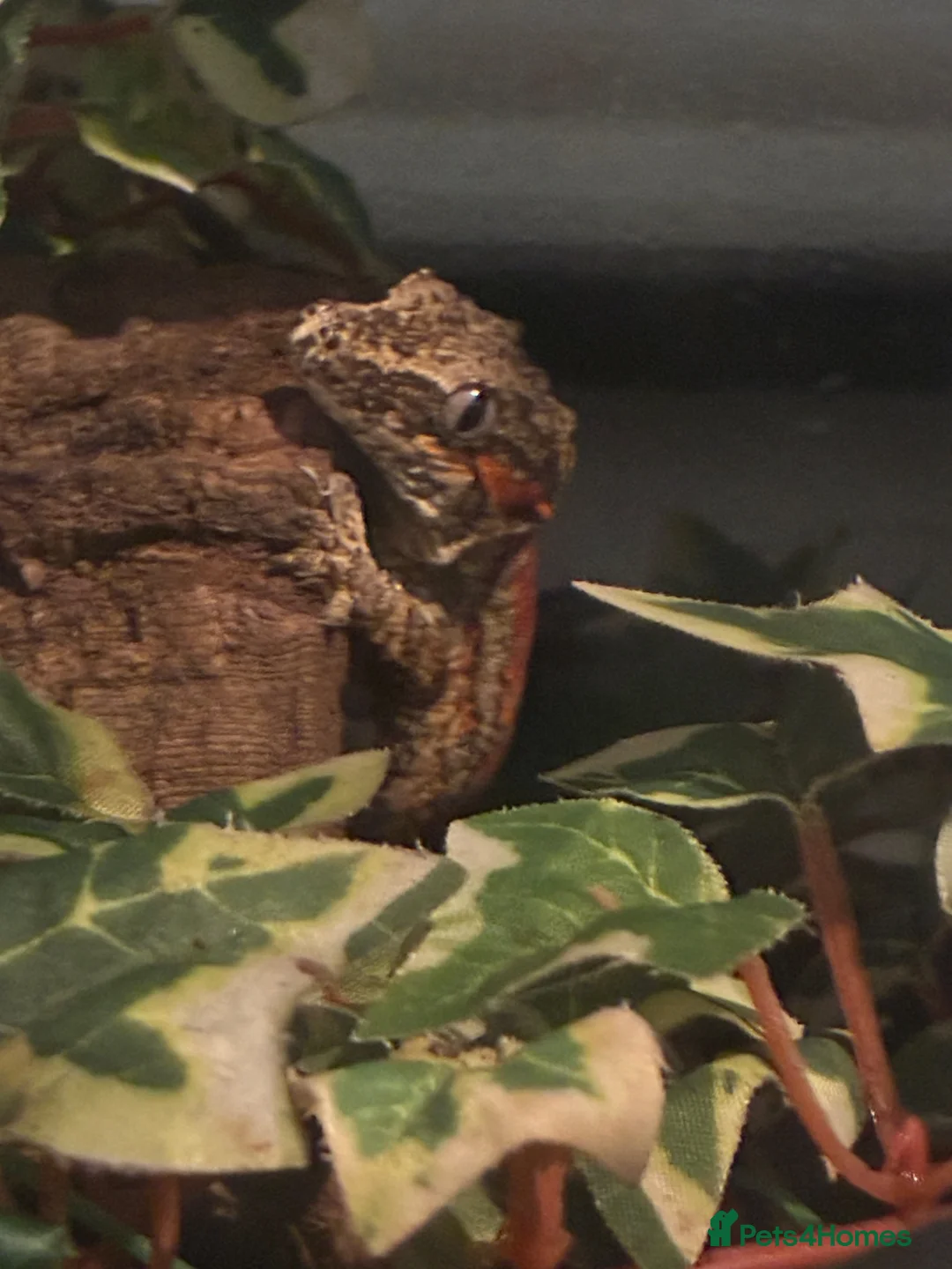 Gecko reptiles for sale: Gargoyle gecko for sale  in Oldham - Advert 1
