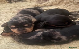 Miniature Dachshund dogs for sale: BEAUTIFUL KC REG AND PRA CLEAR MINIS - Image 7