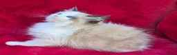 Ragdoll cats for sale: GCCF Registered Ragdoll Kittens  - Advert 12