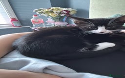 Mixed Breed cats for sale: Tuxedo male kitten  - Image 2