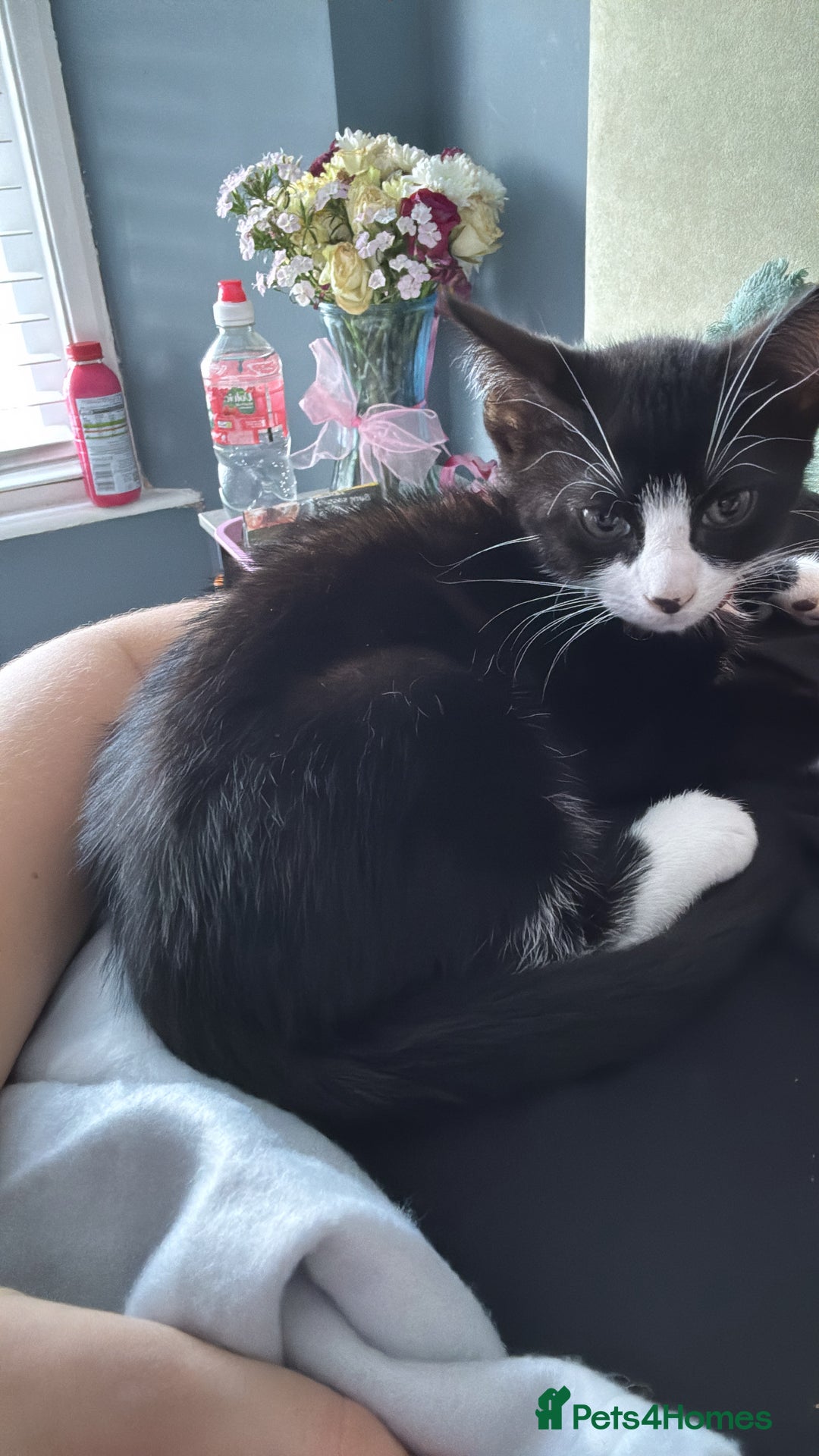 Mixed Breed cats for sale: Tuxedo male kitten  - Image 2