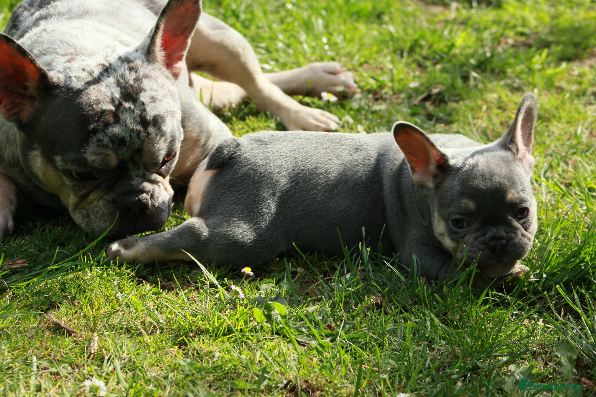 French Bulldog dogs Excellent quality Frenchie - Advert 15