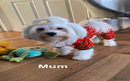 Malshi dogs for sale: Only 4 fantastic Malshi’s left - Image 18
