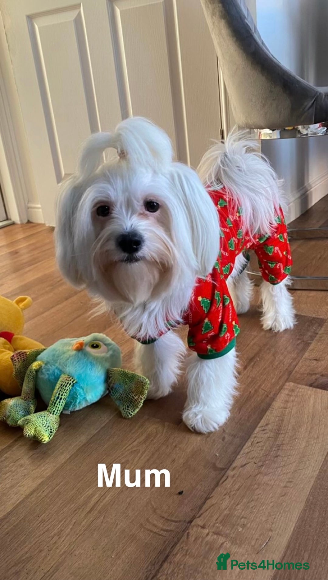 Malshi dogs for sale: Only 4 fantastic Malshi’s left - Image 18