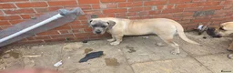 Boerboel dogs for sale: SABBS REGISTERED KENNEL - Advert 7
