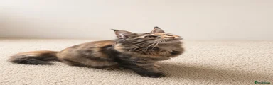 Maine Coon 1