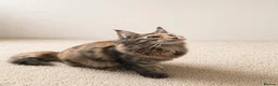 Maine Coon cats for sale: Gorgeous Female Maine Coon Kitten  - Advert 11