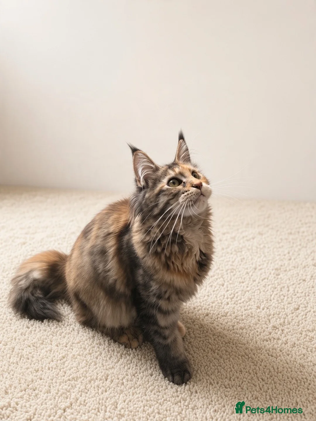 Maine Coon cats for sale: Gorgeous Female Maine Coon Kitten  - Advert 11