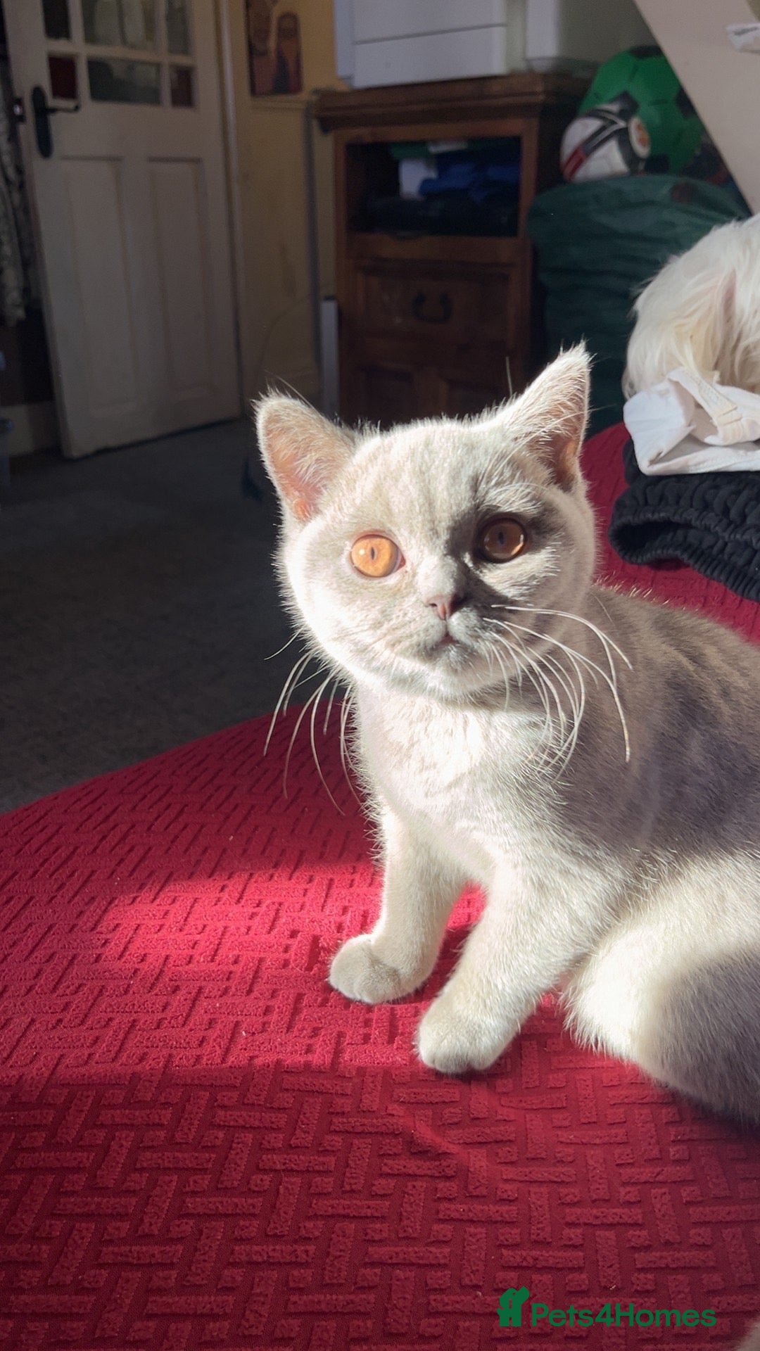 British Shorthair cats 3 BRITISH SHORTHAIR KITTENS READY TO LEAVE  - Advert 1
