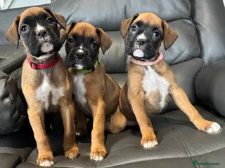 Boxer dogs Boxer puppies READY NEXT WEEK - Advert 2