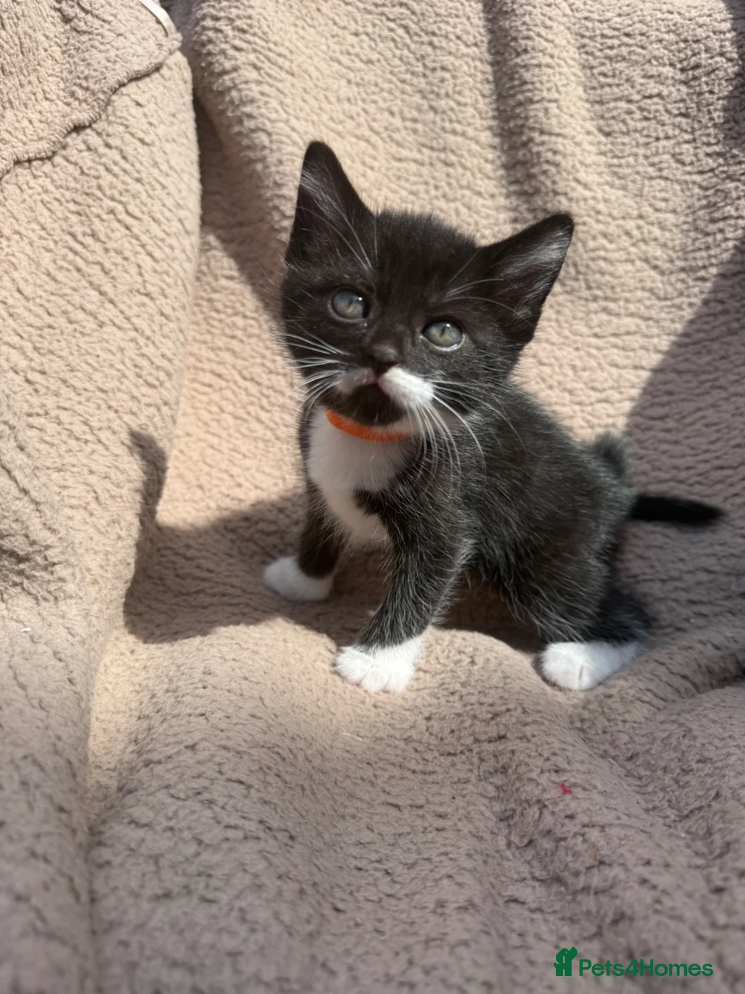 Mixed Breed cats for sale: 3x kittens  for sale  - Advert 2