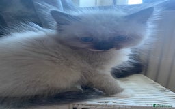 Ragdoll cats for sale: stunning ragdoll kittens - Image 4
