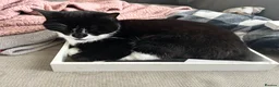 British Shorthair cats for sale: 2 cats looking for forever home in Salisbury - Advert 7