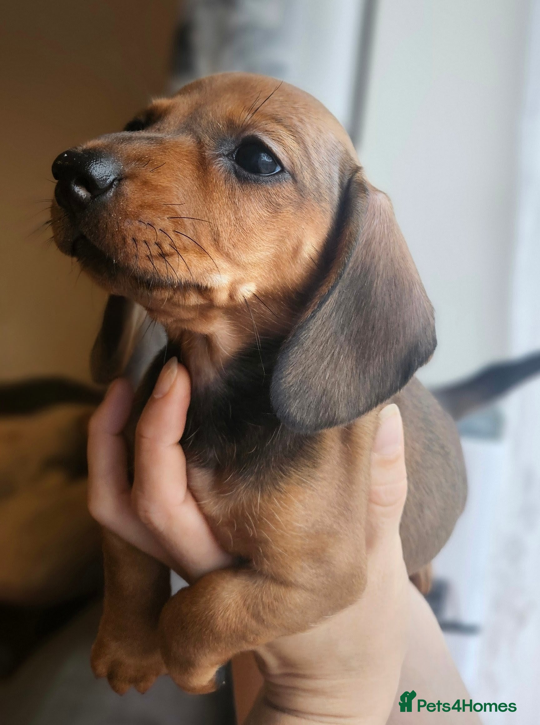 Miniature Dachshund dogs Miniature dachshund girls - Advert 12