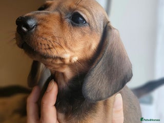 Miniature Dachshund dogs Miniature dachshund girls - Advert 12