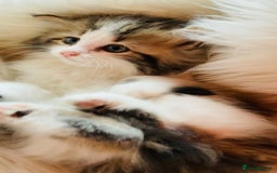 Mixed Breed cats for sale: Super gorgeous Maine coon kittens ready to go now - Image 8