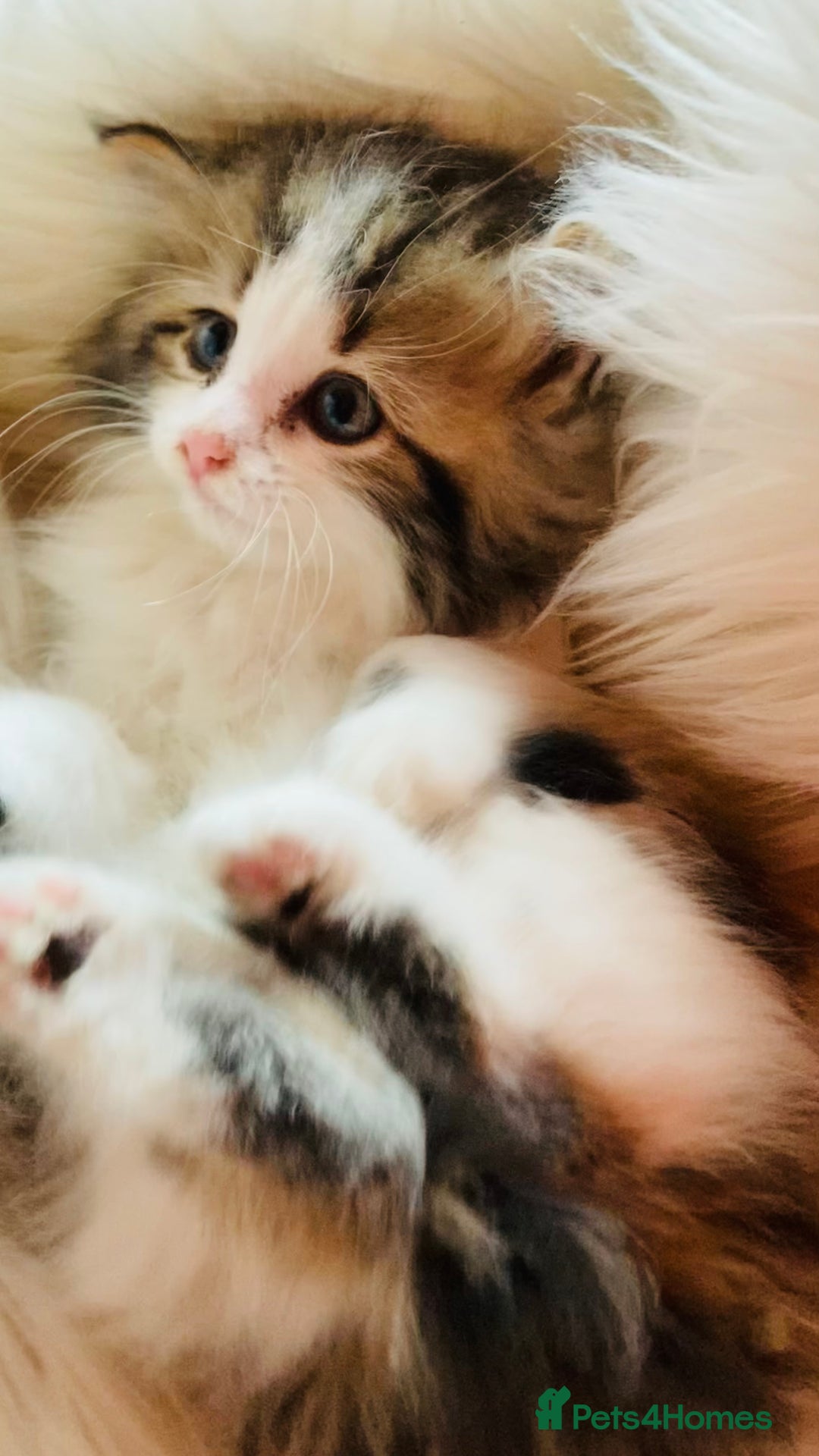 Mixed Breed cats for sale: Super gorgeous Maine coon kittens ready to go now - Image 8