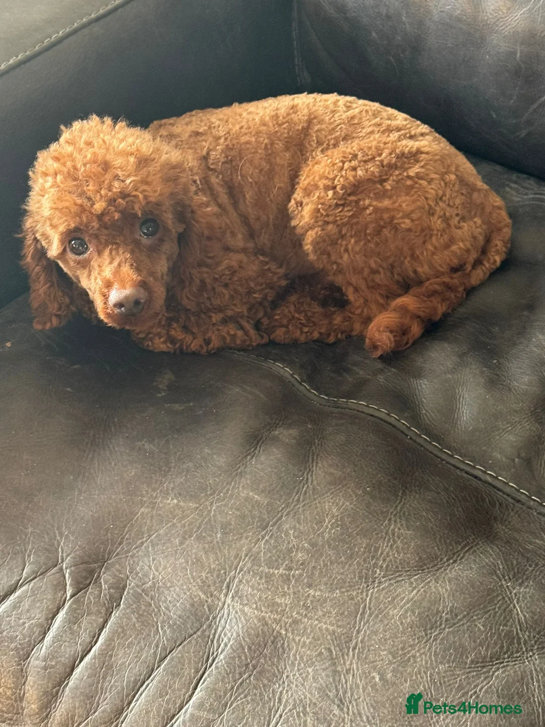 Toy Poodle dogs for sale: RED TOY POODLE MALE  - Advert 4