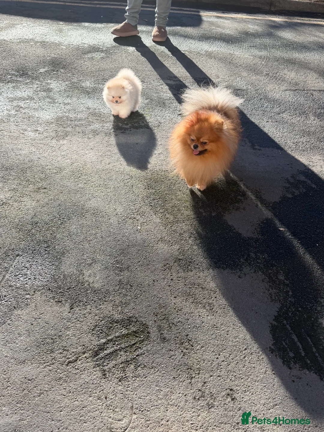 Pomeranian dogs for sale: Beautiful Purebred Pomeranian Puppies - Advert 5