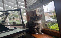 Mixed Breed cats for sale: Mitsu - Image 2