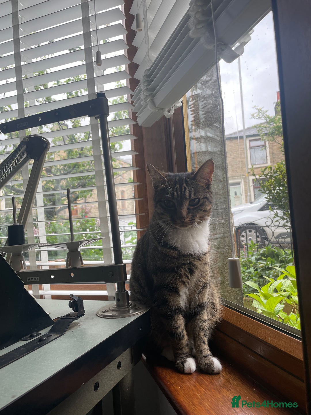 Mixed Breed cats for sale: Mitsu - Image 2
