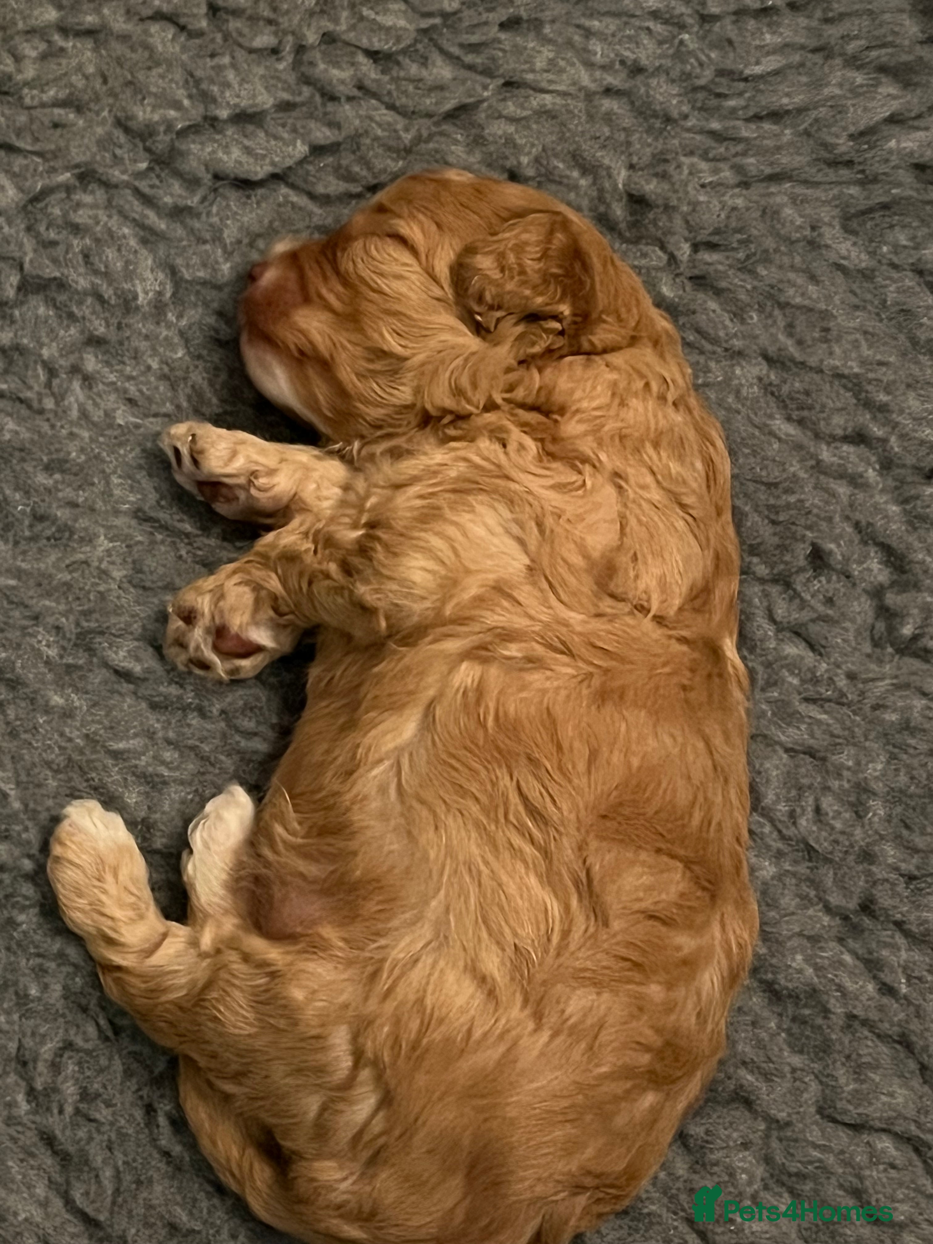 Cavapoo dogs 1 beautiful male available 4 weeks old - Advert 1