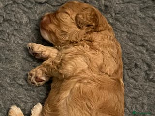 Cavapoo dogs 1 beautiful male available 4 weeks old - Advert 1