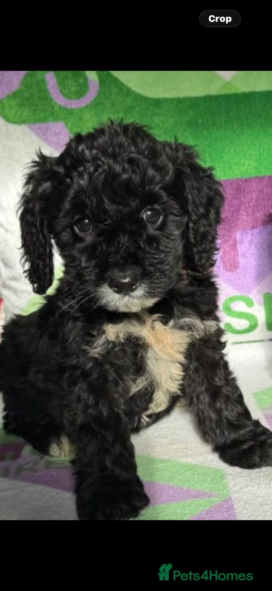 Cockapoo dogs for sale: F1 various mini cockapoos 30 dna health tested clr - Advert 2