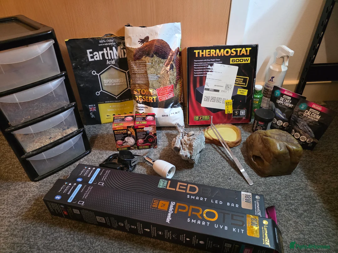 Leopard Gecko reptiles for sale: Leopard gecko and enclosure  - Advert 5