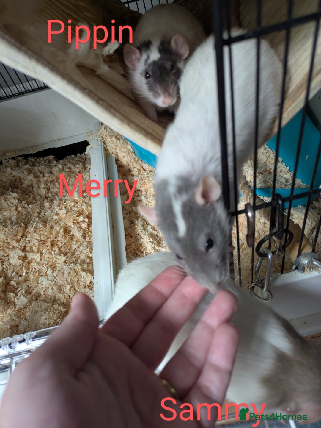 Rat rodents for sale: 4 Female Rats & Set-Up - Image 7