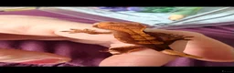 Gecko reptiles for sale: Crested gecko babies  - Advert 9