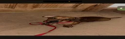 Miniature Dachshund dogs for stud: Miniature Dachshund For Stud - Advert 2