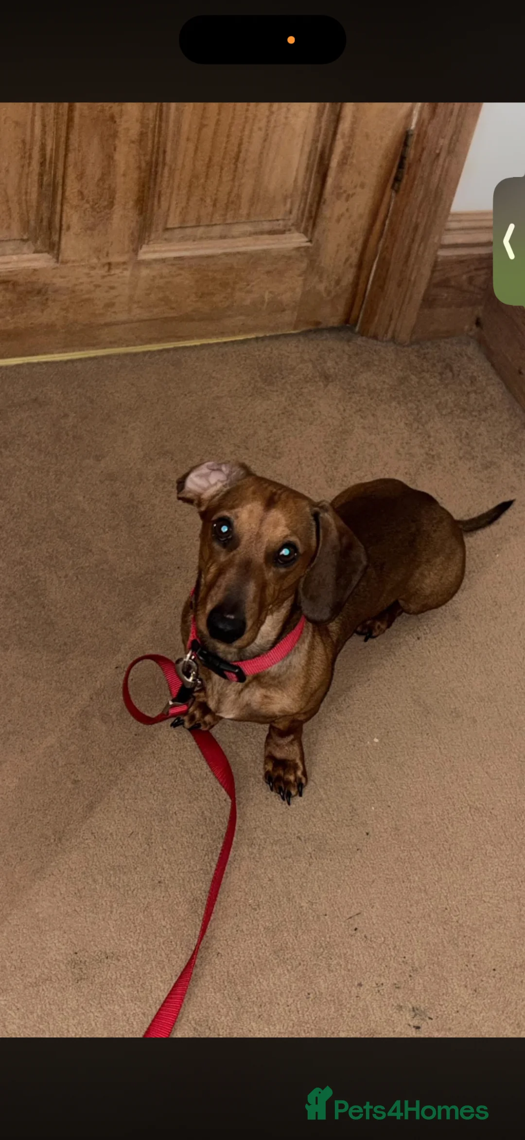 Miniature Dachshund dogs for stud: Miniature Dachshund For Stud - Advert 2
