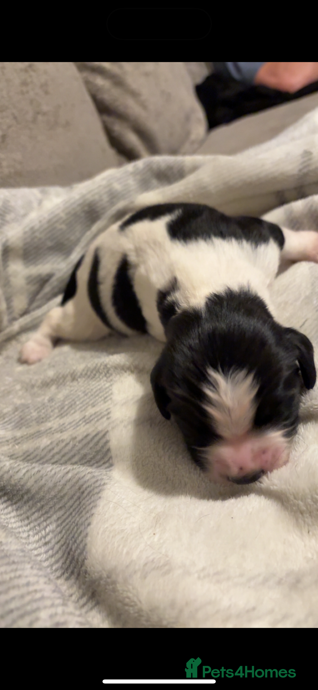 Mixed Breed dogs for sale: 5 BEAUTIFUL SPRINGER/SPROCKER PUPPIES FO SALE  - Advert 24